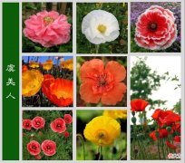 【历史故事】每日识一花，你知道这花儿叫什么名字吗