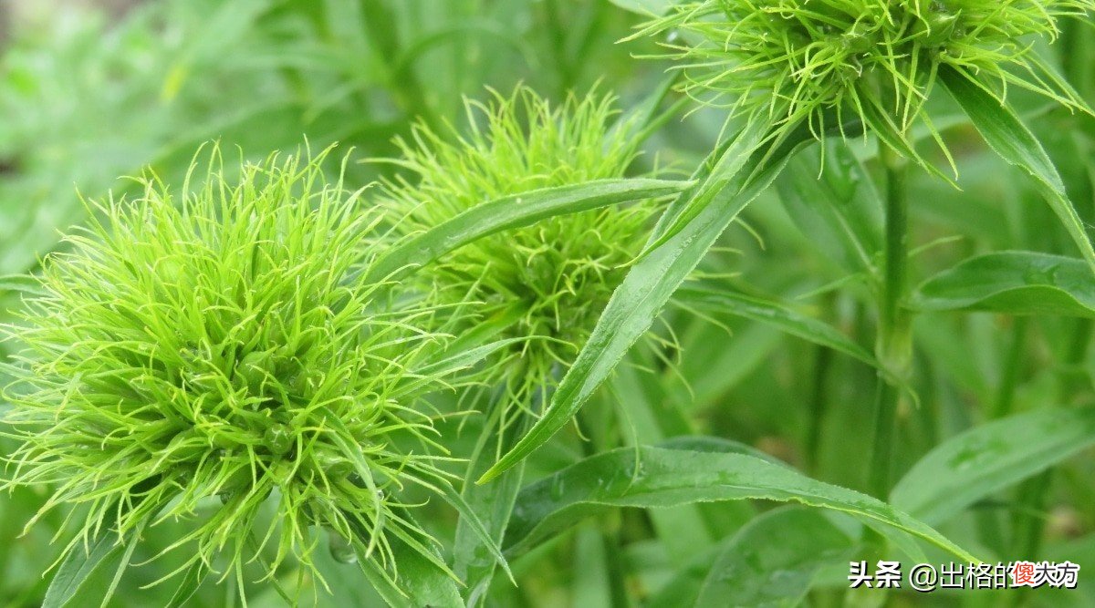 按颜色分类的花园植物系列 园林开花植物按照花的颜色分为哪几个色系