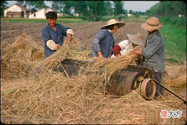 【历史故事】老照片1982年江苏苏州的农民戴着草帽在烈日下劳作