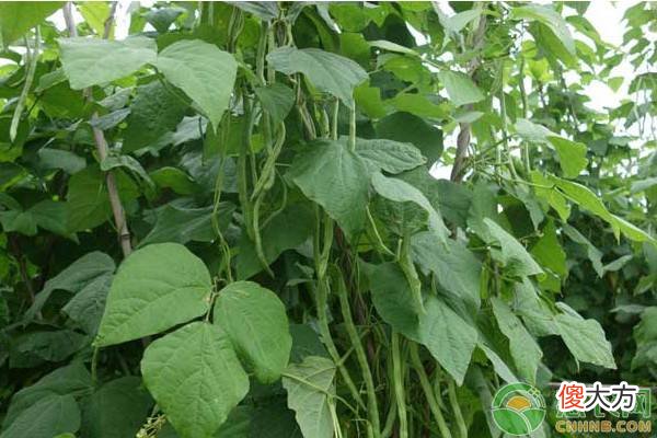 紫花四季豆价格多少钱一斤 四季豆多少钱一斤市场价