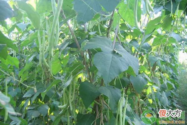 紫花四季豆价格多少钱一斤 四季豆多少钱一斤市场价