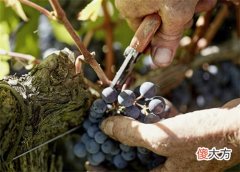 葡萄酒的品酒礼仪 葡萄酒送人一般送几瓶