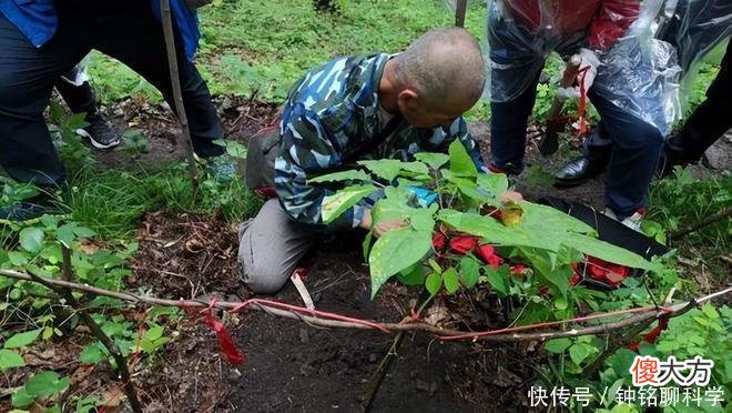 【就爱时尚】同样是人参，30克野人参300万元，为什么园参批发价2元一根？