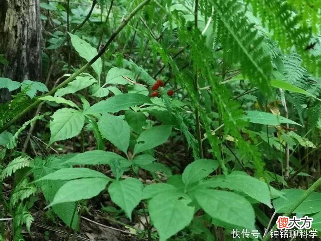 【就爱时尚】同样是人参，30克野人参300万元，为什么园参批发价2元一根？