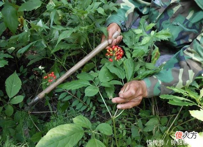 【就爱时尚】同样是人参，30克野人参300万元，为什么园参批发价2元一根？