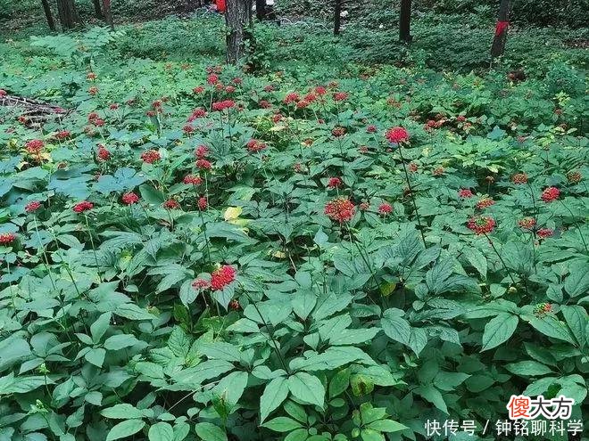 【就爱时尚】同样是人参，30克野人参300万元，为什么园参批发价2元一根？