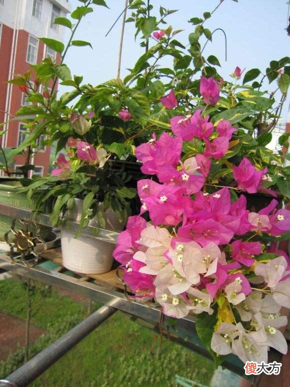 5个品种的三角梅都爱开花 爱开花的三角梅都有哪些品种