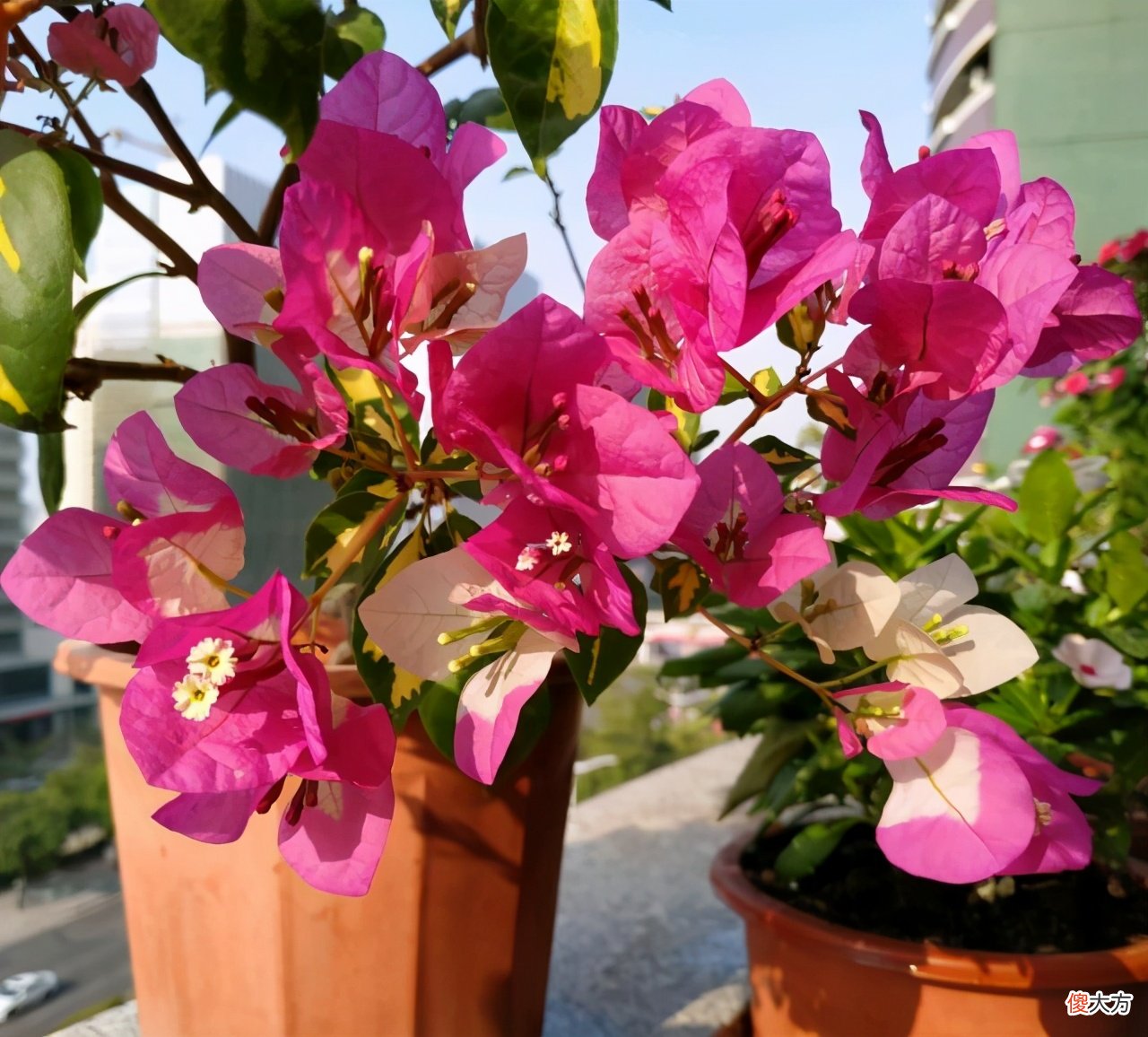 5个品种的三角梅都爱开花 爱开花的三角梅都有哪些品种