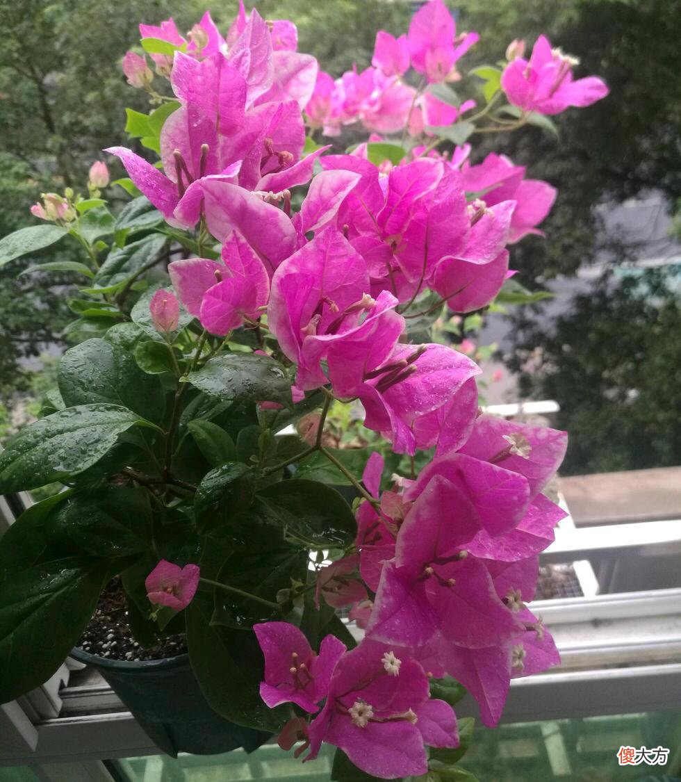 5个品种的三角梅都爱开花 爱开花的三角梅都有哪些品种