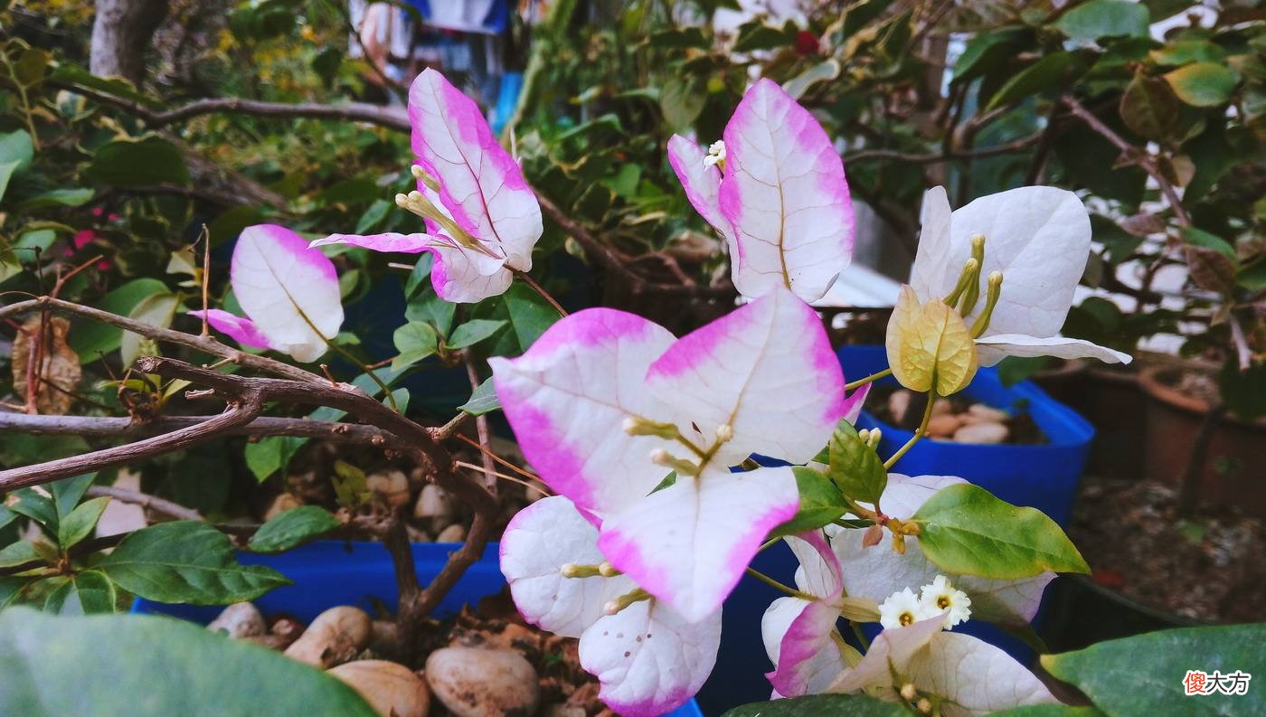 5个品种的三角梅都爱开花 爱开花的三角梅都有哪些品种