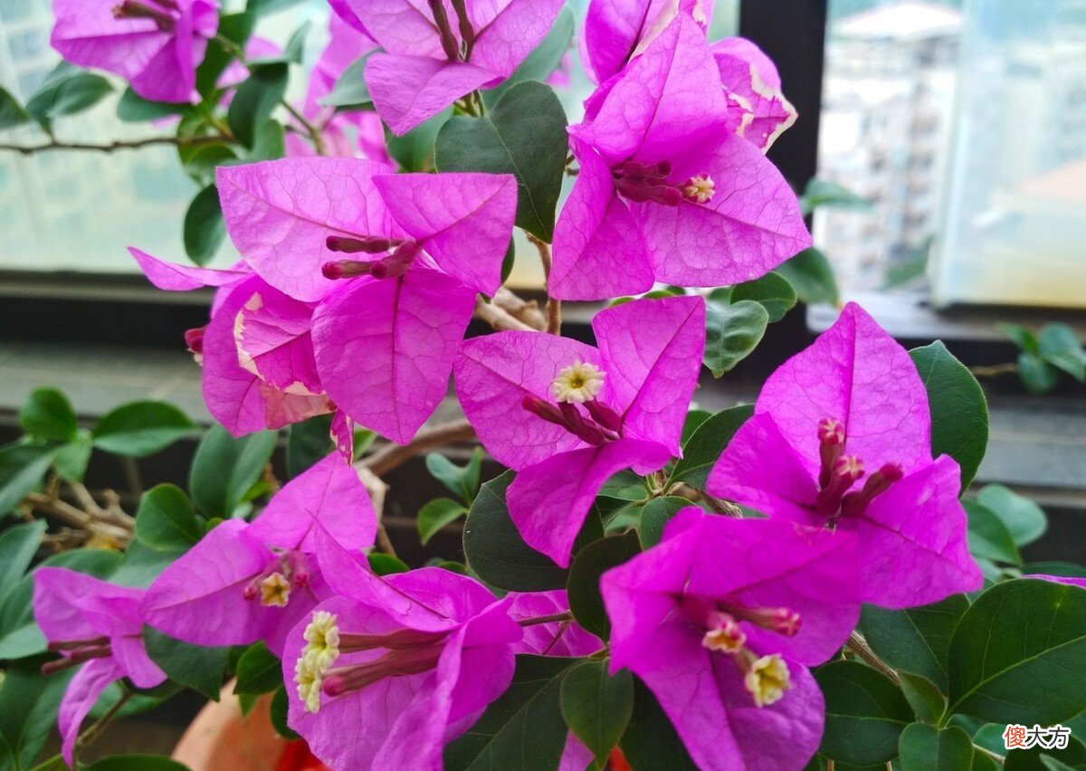 5个品种的三角梅都爱开花 爱开花的三角梅都有哪些品种