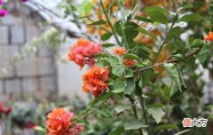 冬季还在开花的三角梅怎么养护 冬季怎样养三角梅开花