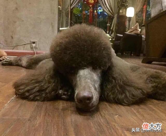帅气又呆萌的巨型贵宾夫妇，两只泰迪Plus的日常美照
