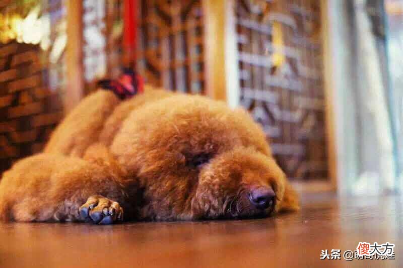帅气又呆萌的巨型贵宾夫妇，两只泰迪Plus的日常美照