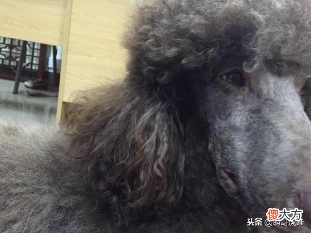 帅气又呆萌的巨型贵宾夫妇，两只泰迪Plus的日常美照
