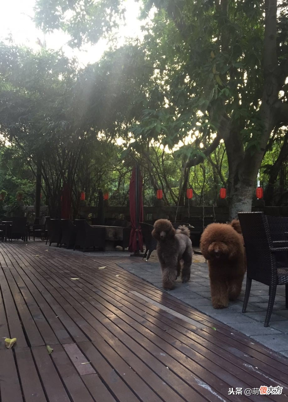 帅气又呆萌的巨型贵宾夫妇，两只泰迪Plus的日常美照