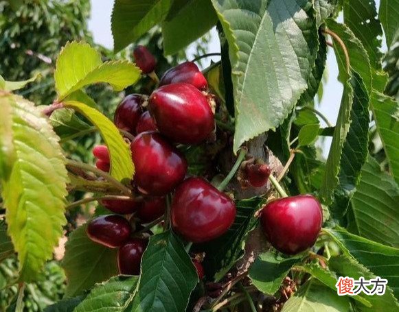 被列入“黑名单”的10种水果，再喂狗狗吃就是谋杀性命