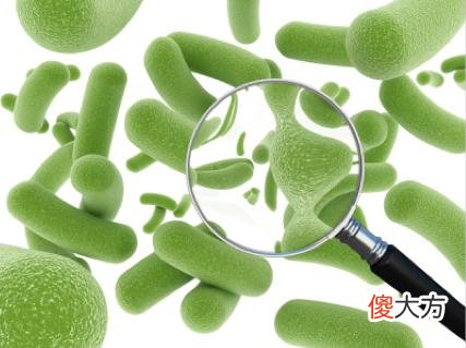 被列入“黑名单”的10种水果，再喂狗狗吃就是谋杀性命