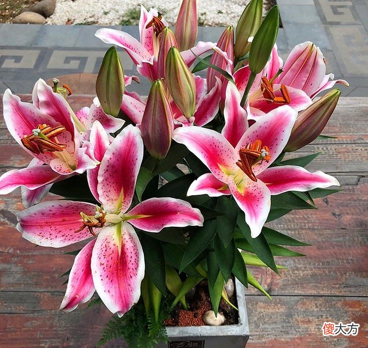 大家百合花怎么养 百合花怎么养好