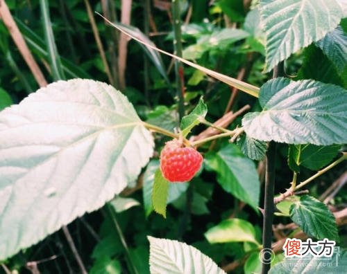 怎么挑选红酒哪种红酒好 进口红酒哪个好