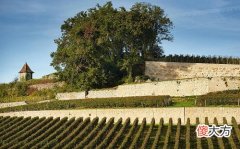 葡萄酒口感是酸的好还是涩的好 影响葡萄酒口感的因素