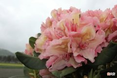 花美价廉的西洋杜鹃 西洋杜鹃价格