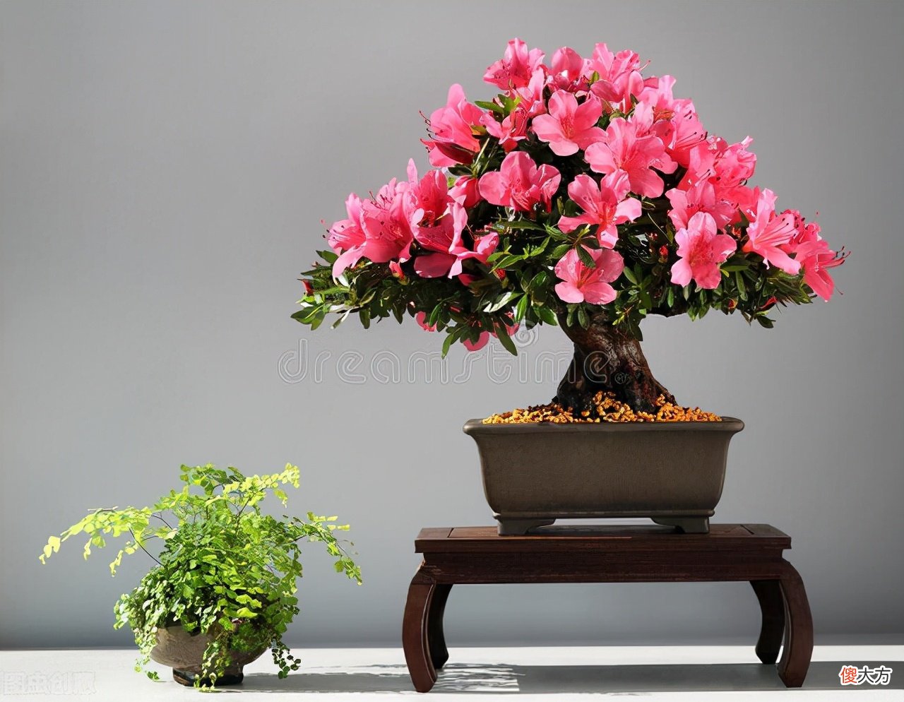 常见杜鹃花品种的识别与养护 怎么分辨杜鹃花的品种