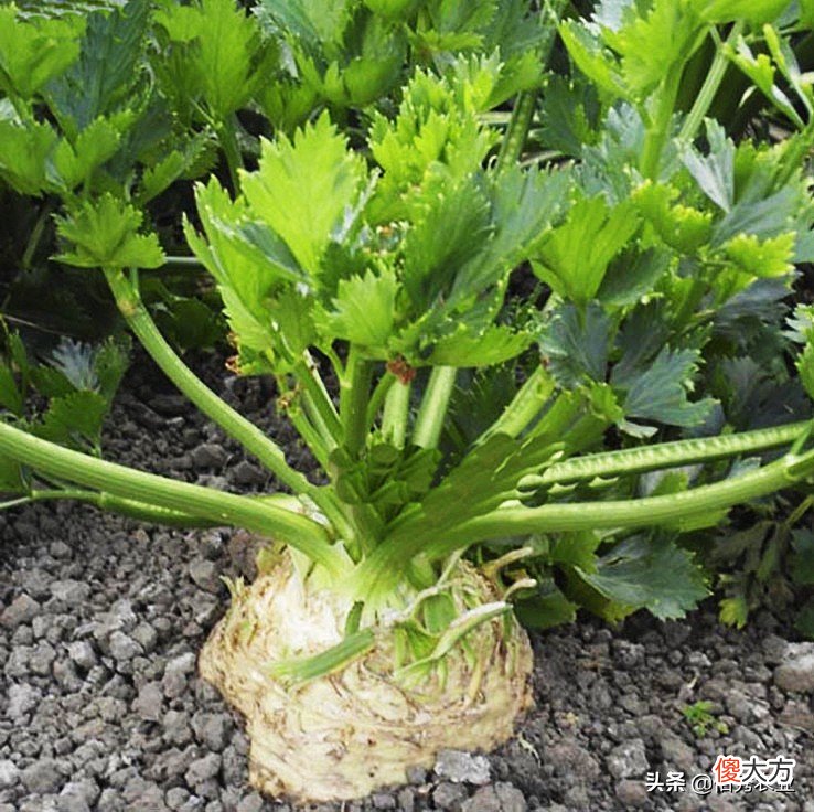 从外国引进的芹菜 芹菜是国外引进的吗?