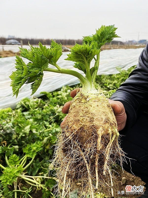 从外国引进的芹菜 芹菜是国外引进的吗?