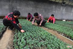 春节花卉不能少，90后大学生不种粮食种花草，利用手机卖得火