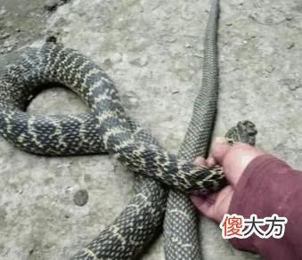 蛇是人类的好朋友 蛇是人类的好朋友吗