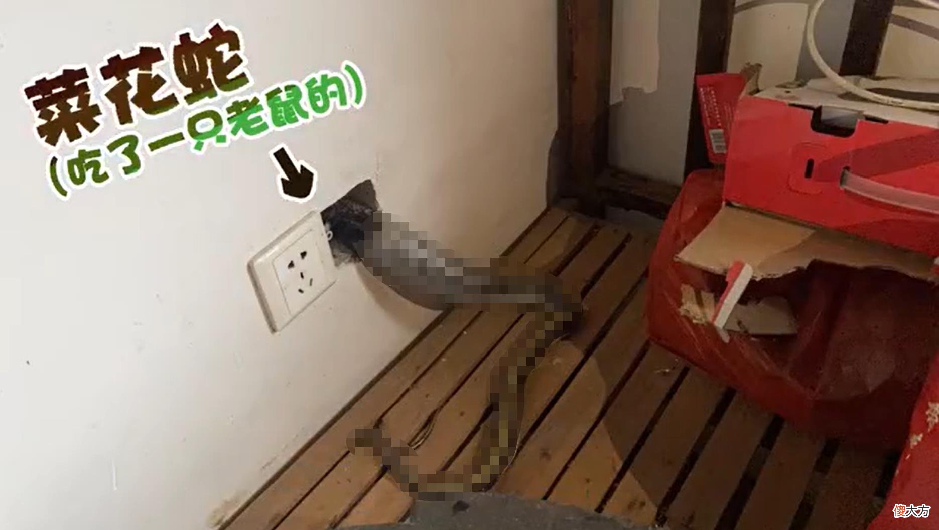 安徽大蛇跑家中吃老鼠，结果被卡管道动弹不得，为啥秋天还有蛇？