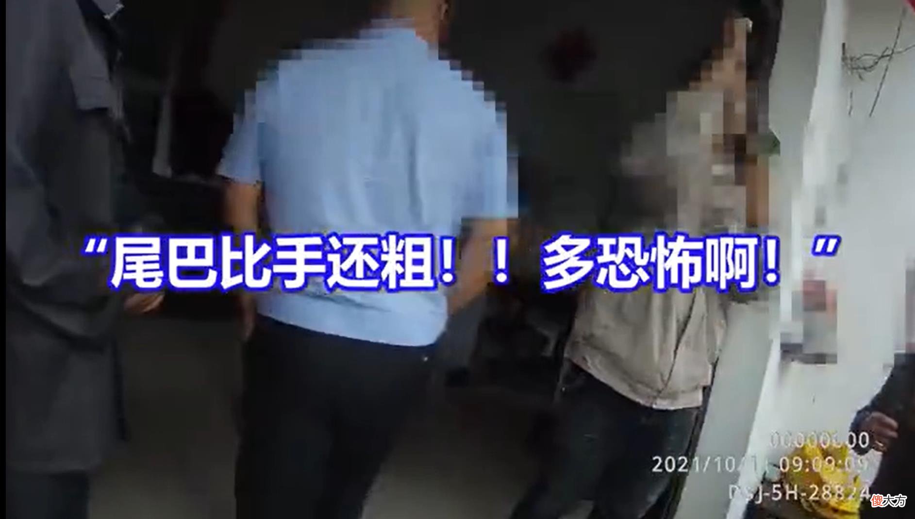 安徽大蛇跑家中吃老鼠，结果被卡管道动弹不得，为啥秋天还有蛇？