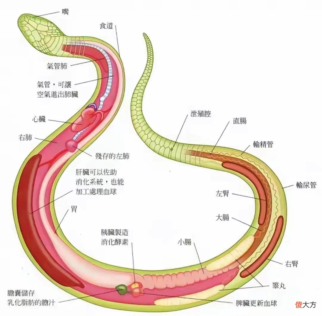 万一和蛇狭路相逢怎么办 与蛇相遇怎么办