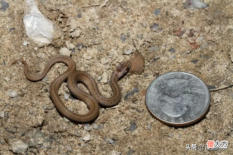 鸡可以吃蛇吗 鸡可以吃蛇肉吗