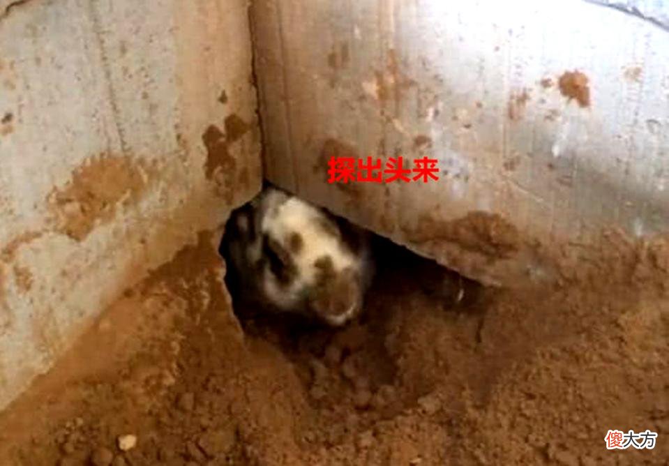 中午12点溜进家的蛇不能伤害 中午12点不能打蛇