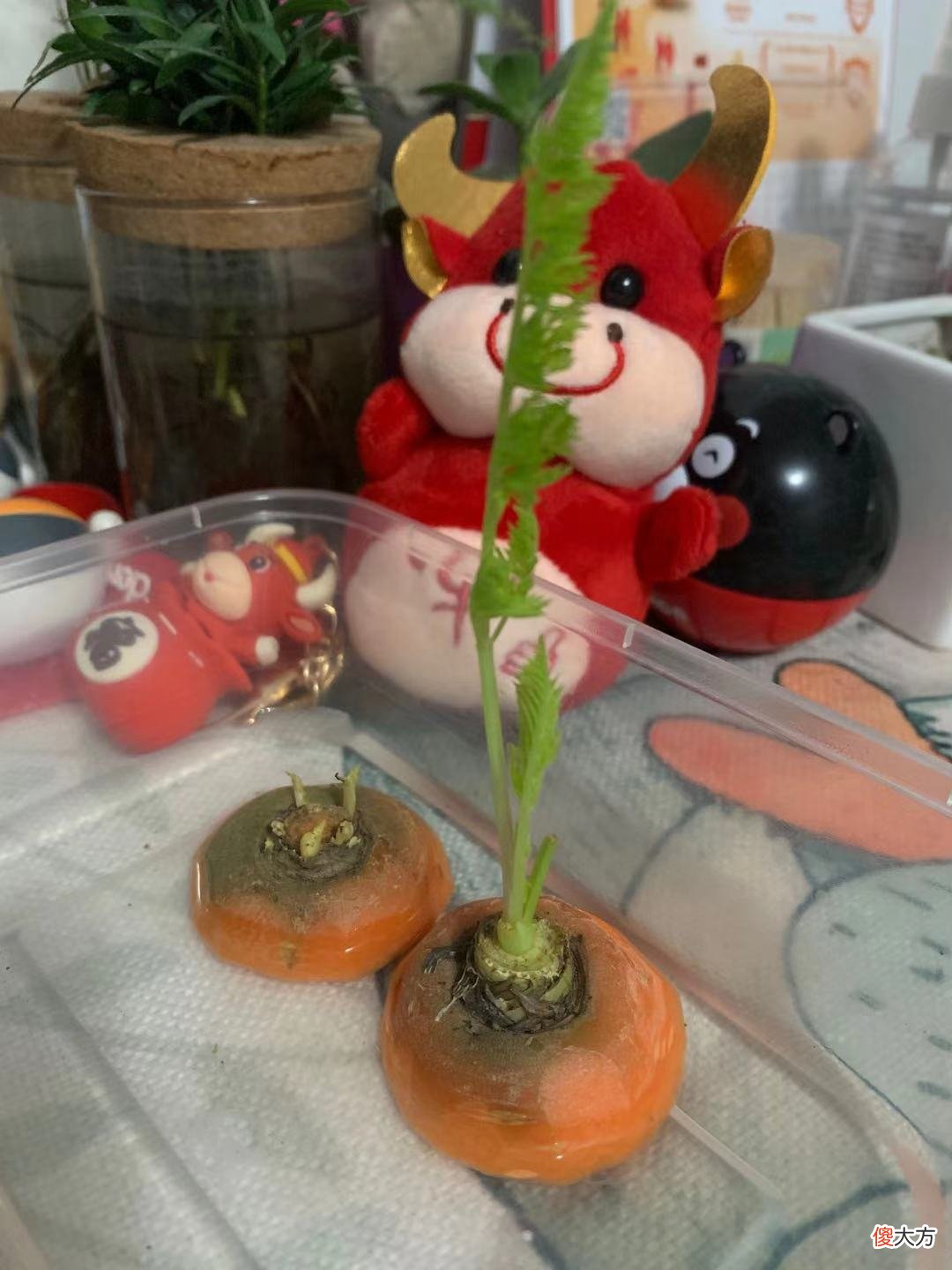 花2元钱买来的胡萝卜 胡萝卜几块钱