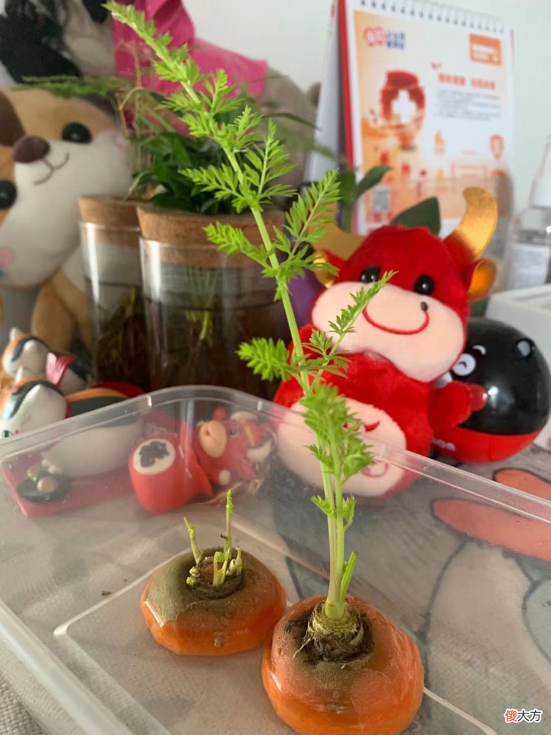 花2元钱买来的胡萝卜 胡萝卜几块钱