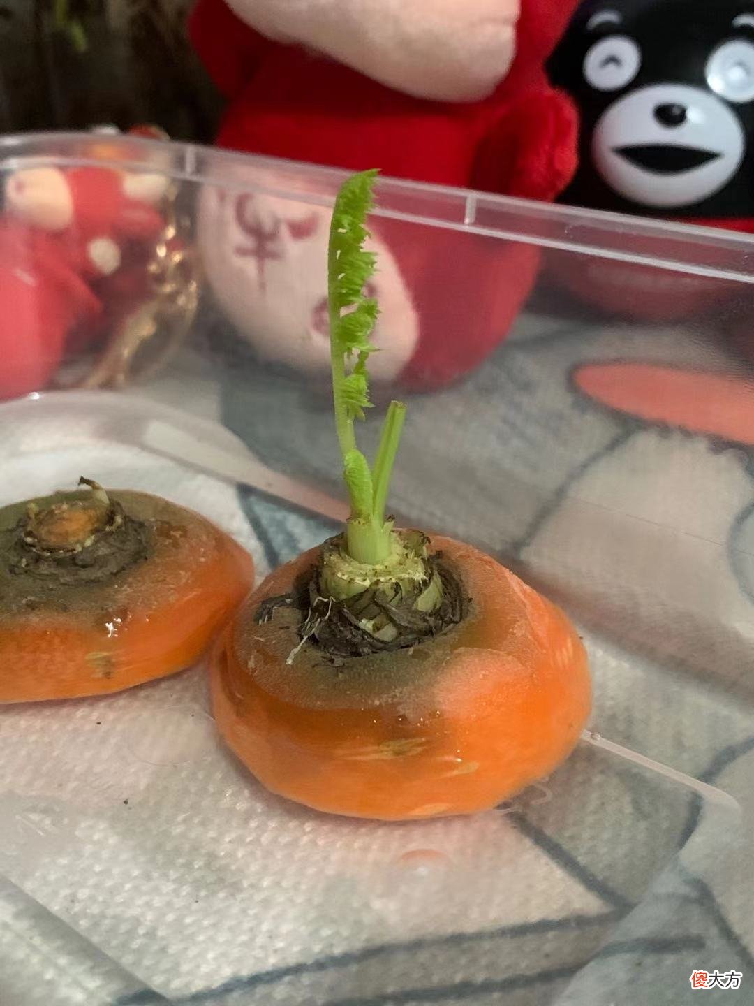 花2元钱买来的胡萝卜 胡萝卜几块钱