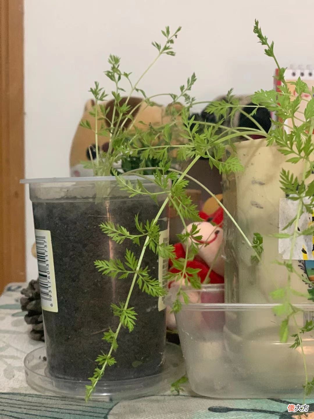 花2元钱买来的胡萝卜 胡萝卜几块钱