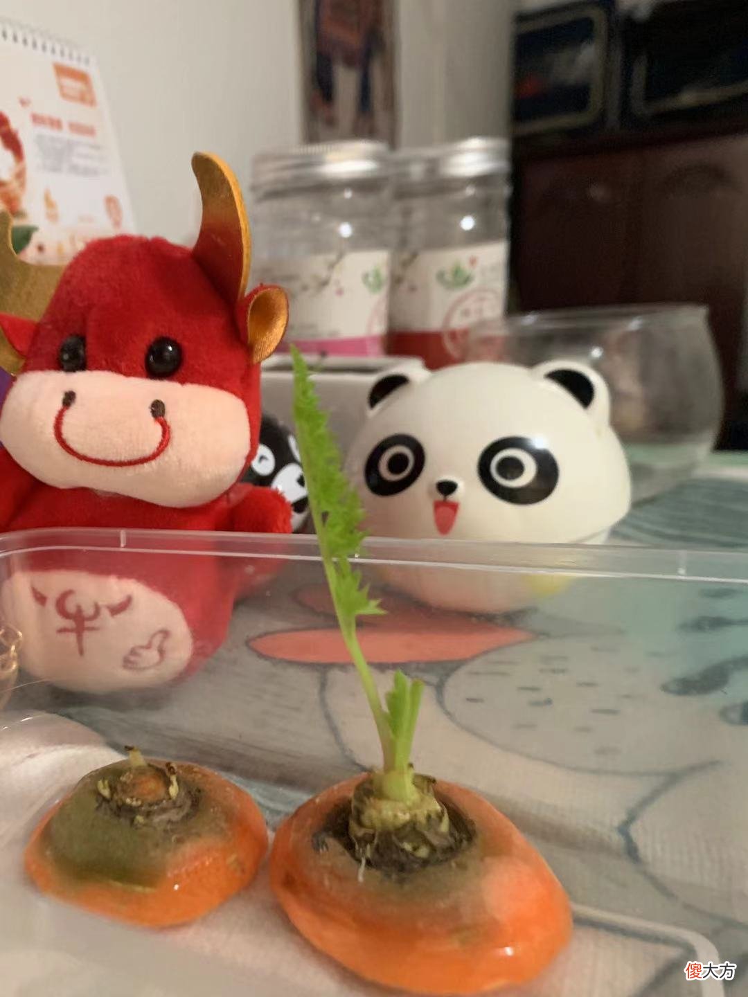 花2元钱买来的胡萝卜 胡萝卜几块钱