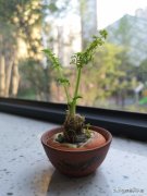 胡萝卜发芽了怎么办 胡萝卜发芽了还能吃吗