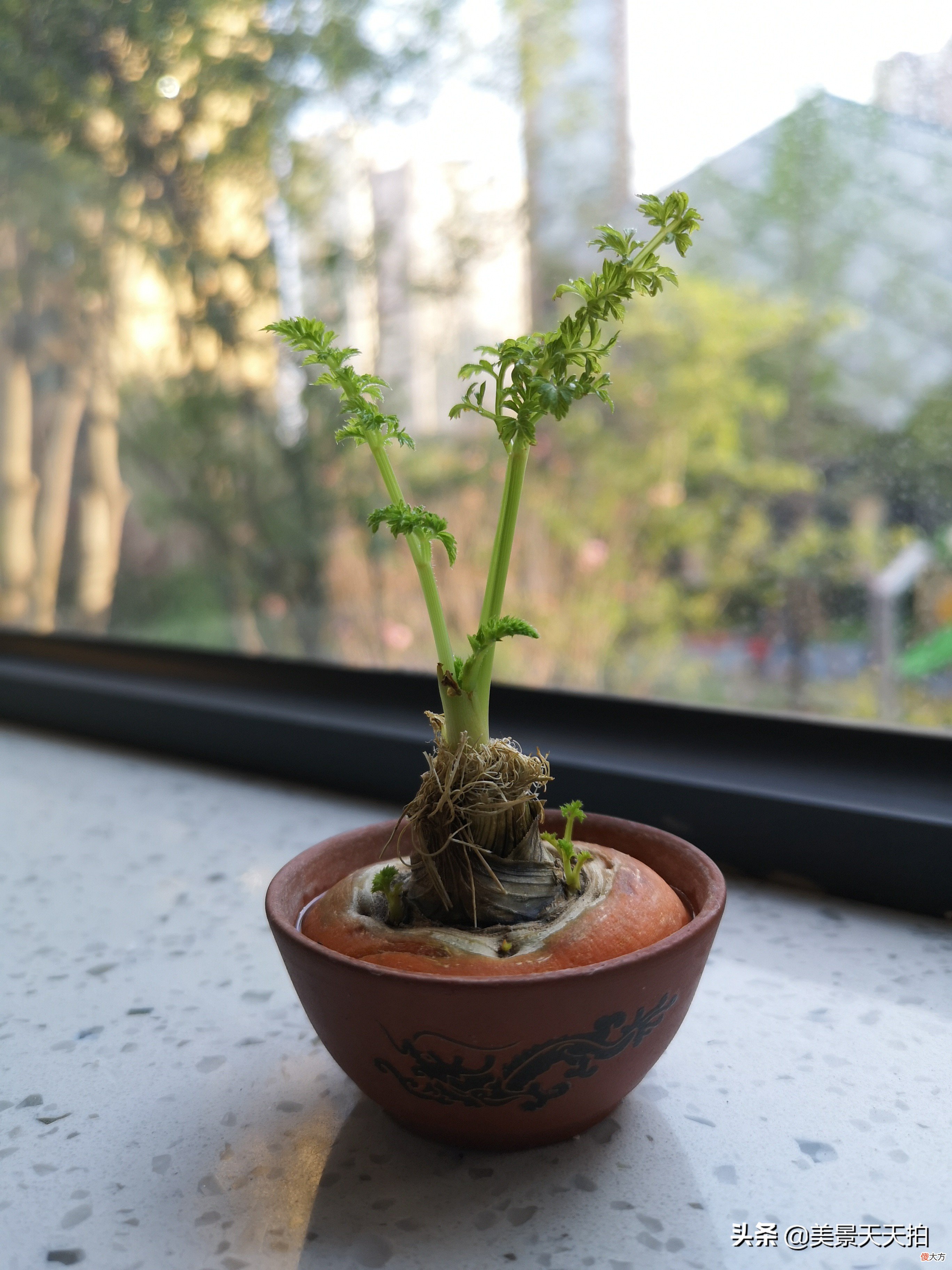 胡萝卜发芽了怎么办 胡萝卜发芽了还能吃吗