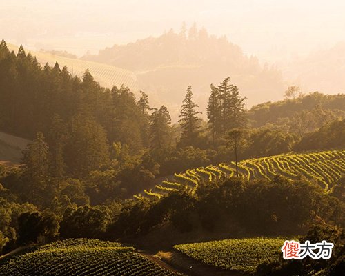 中国葡萄酒进口排名最新 法国原瓶进口葡萄酒