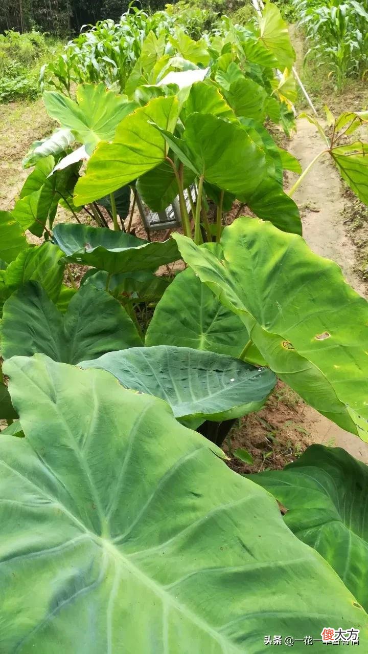 又要种芋头了 芋头怎么种出来