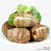 又要种芋头了 芋头怎么种出来