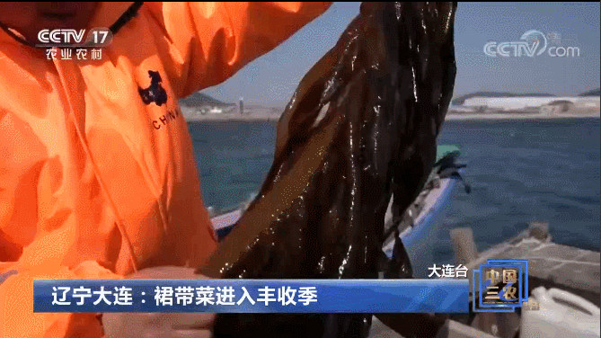 日本人吃的裙带菜 日本裙带菜的做法