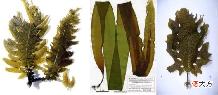 日本人吃的裙带菜 日本裙带菜的做法