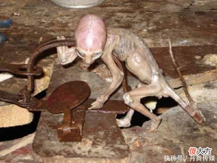 神秘地心人可能真实存在 墨西哥惊现地鼠人，长相怪异酷似外星人
