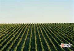 葡萄酒需要注意的小知识 葡萄酒的品鉴的注意事项